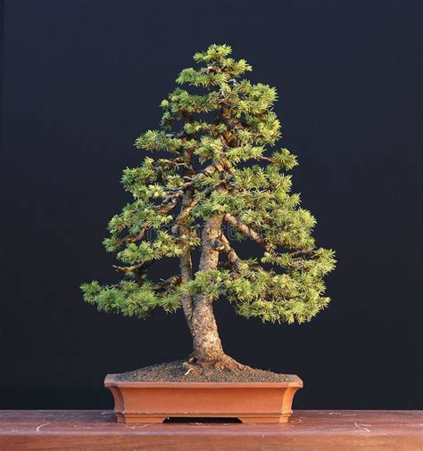 Image result for dwarf alberta spruce bonsai | Bonsai, Indoor bonsai, Bonsai tree