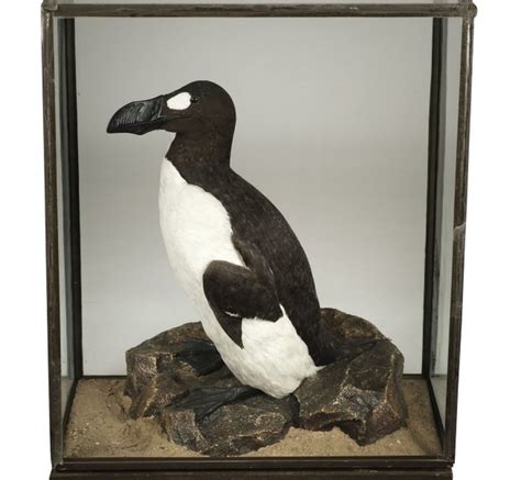 Giant extinct great auk replica sells for £25,000 - BBC News