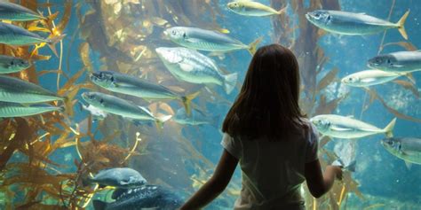 The 5 Best Aquariums Near You in Central Florida