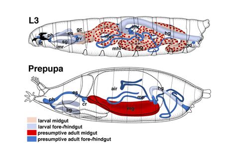 Atlas of Drosophila Development by Volker Hartenstein