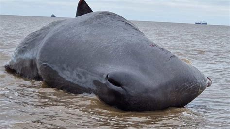 Dead whale beached at Cleethorpes likely to wash up again, charity says - BBC News