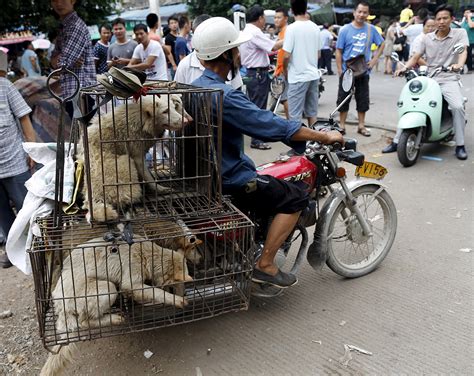 Inside Yulin Dog Meat Festival: The silence of dogs awaiting slaughter ...