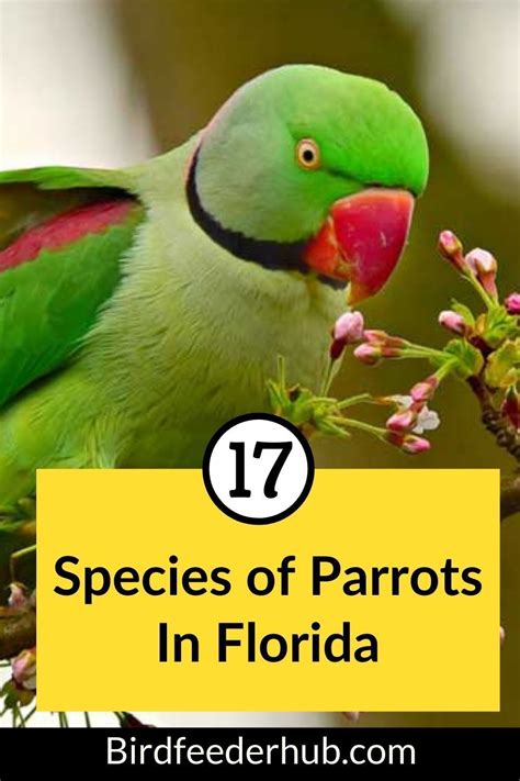 Parrots in Florida (17 Species With Pictures) - Bird Feeder Hub ...