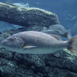 Mangrove red snapper - Facts, Diet, Habitat & Pictures on Animalia.bio