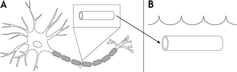 Voltage Clamp – Foundations of Neuroscience