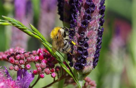 Bumblebee Lavender Purple - Free photo on Pixabay - Pixabay