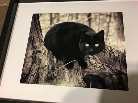 Black and White Photography Cat Print Photography Art Print Home Decor ...