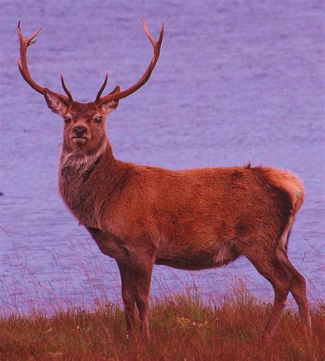 Funny red deer scotland |Funny Animal