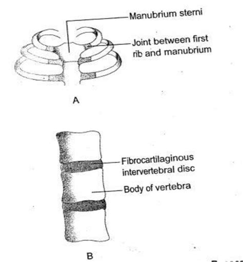 2: The cartilaginous joint: A, primary; B, secondary | Download Scientific Diagram