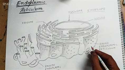 Simple Drawing Of Endoplasmic Reticulum The endoplasmic reticulum is ...