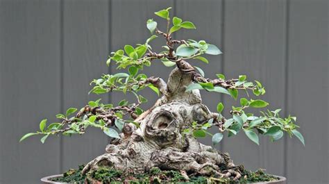 Ficus Bonsai Care - Bonsai Tree Care, Tips & Help