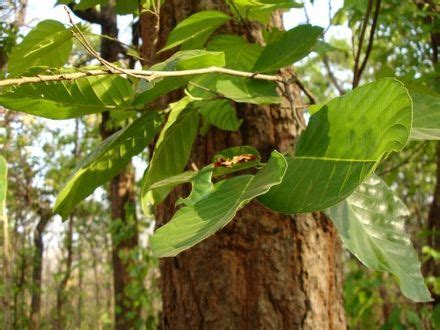 Shorea robusta - Wikipedia, the free encyclopedia | Shorea, Plants, Plant leaves