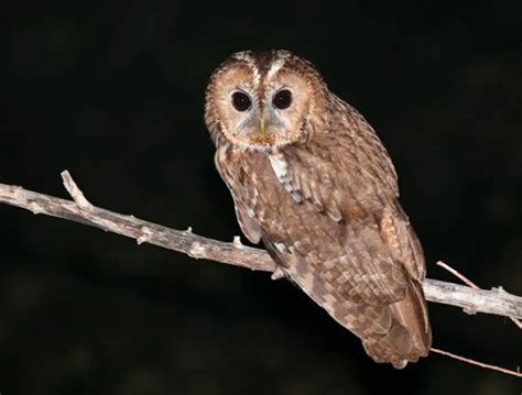 What does a tawny owl call mean? - Birdful