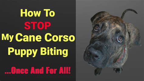 How To Stop Your Cane Corso Puppy Biting (Facts Explained) - Cane Corso ...