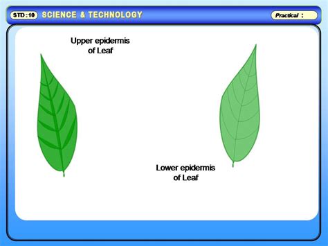 E-commerce books for all subjects Like Medicine, nursing, engineering: Stomata in Lower ...