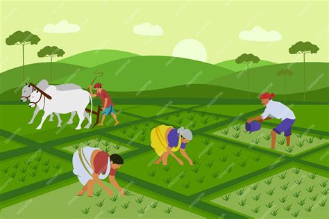 Premium Vector | Indian agriculture working Farmer harvesting in field ...