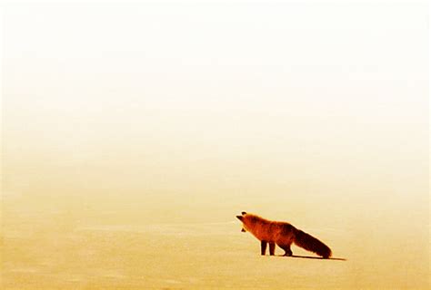 This Is A Fox Jumping Into The Snow To Catch A Mouse GIFs - Find ...