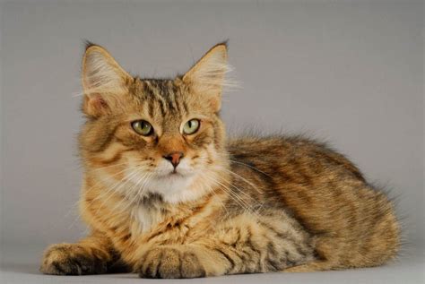 Feline 411: All About The Pixie Bob Cat Breed