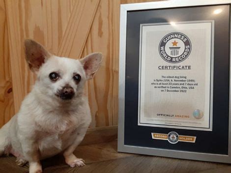 Ohio Chihuahua Is World's Oldest Living Dog | HuffPost Weird News