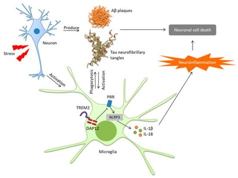 IJMS | Free Full-Text | Drug Development for Alzheimer’s Disease ...