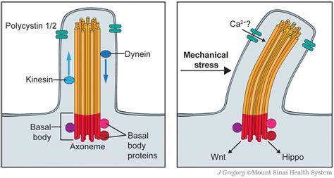 Schematic of primary cilia–mediated mechanotransduction. Primary cilia ...