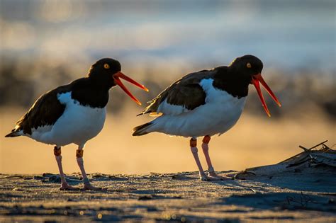 Best of Long Island Wildlife Photography 4-4-2020 - Fire Island and Beyond