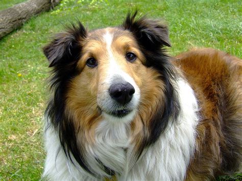 Collie | my neighbor's collie. his fur is a bit messy | Chris Leung | Flickr