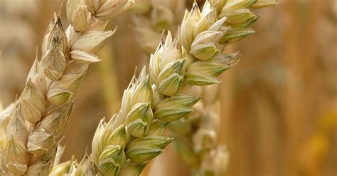 Wheat Plant · Free Stock Photo