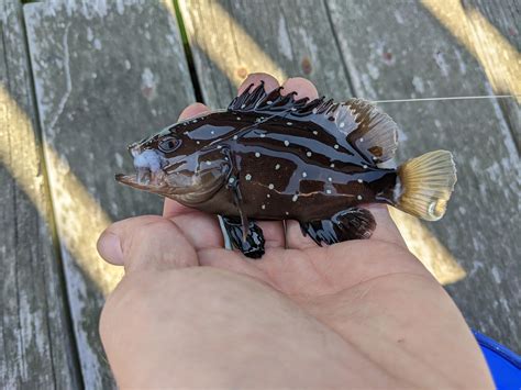 Snowy Grouper. A very cool find among the tropical strays in NY : r/MicroFishing