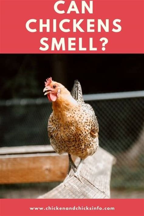 Can Chickens Smell? (How They Use Their Sense of Smell) - Chicken & Chicks Info