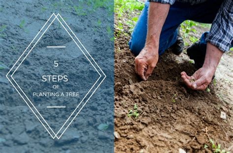 5 Easy Steps to Planting a Tree - Anglin Brothers Tree Care Service