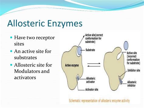 PPT - Enzyme Inhibition and Regulation PowerPoint Presentation - ID:2205314