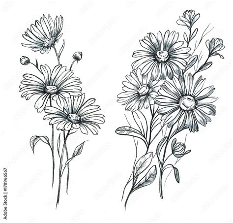 Daisy Flower Drawing Tattoo