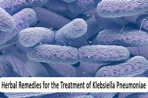 Herbal Remedies for the Treatment of Klebsiella Pneumoniae