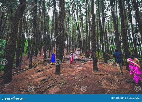 Pine Forest in Vagamon Hills is One of the Best Tourist Place in Kerala Editorial Photo - Image ...