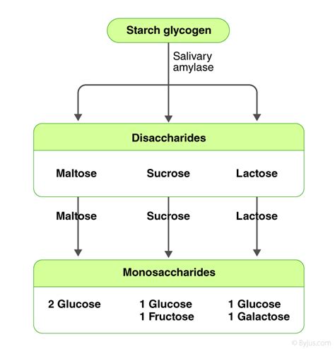 Carbohydrate Digestion Begins In The : Digestion of Carbohydrates ...