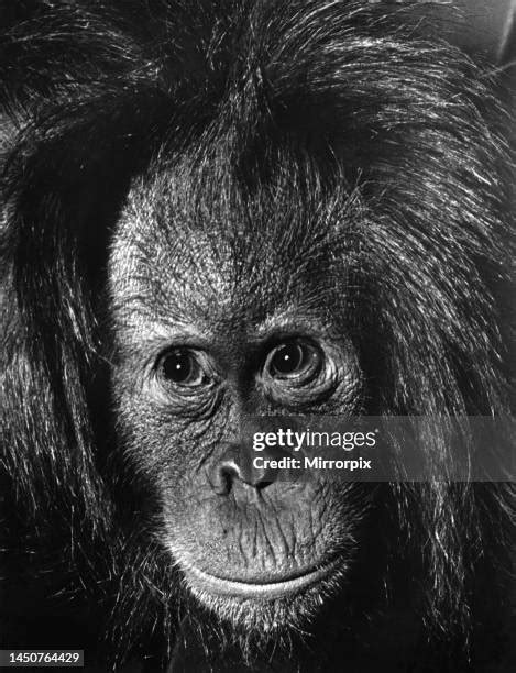 Cute Monkey Face Photos and Premium High Res Pictures - Getty Images