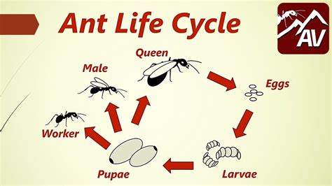 Ant Mountain with Live Ants and Ant Life Cycle Stages Learning ...