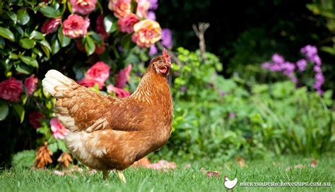 The Top 8 Best Laying Hens For Backyard Chickens