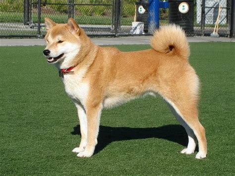 Akita Dog Breed Price, Colors, Temperament and Personality | Pets4Good - Best Pets Blog Online