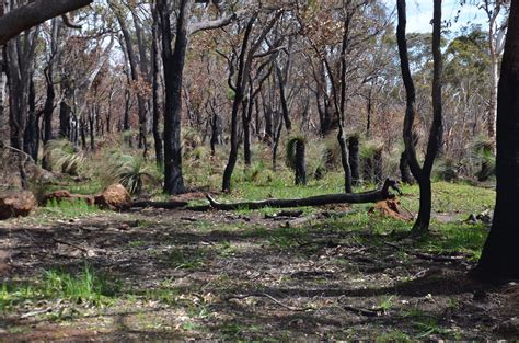 Greenmount National Park after 2020 burn | jarrahtree | Flickr