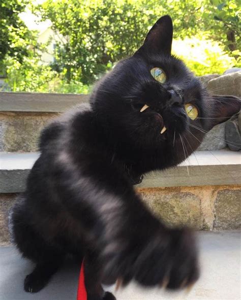 Woman Gets Surprised When Her Rescue Cat Turned Out to Be A “Vampire” | Bored Panda