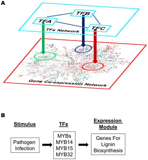 Gene expression modules regulated by transcription factors in a gene ...