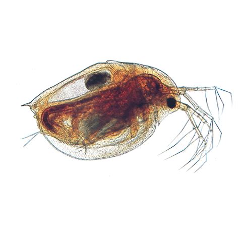 Daphnia Magna Life Cycle