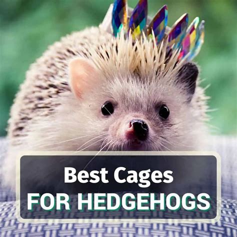 8 Best Hedgehog Cages That Really Suit (2022 Review And Guide)