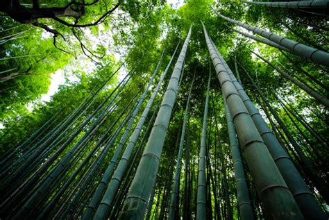 Fibre de bambou: processus de fabrication et entretien des tissus ...