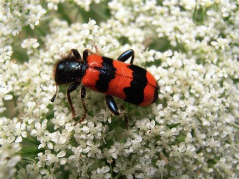 Red -Black Beetle ,Claridae Photograph by Snezana Petrovic - Fine Art ...