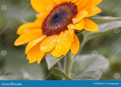 Sunflower with Drops of Water Stock Image - Image of closeup, leaves: 45220741