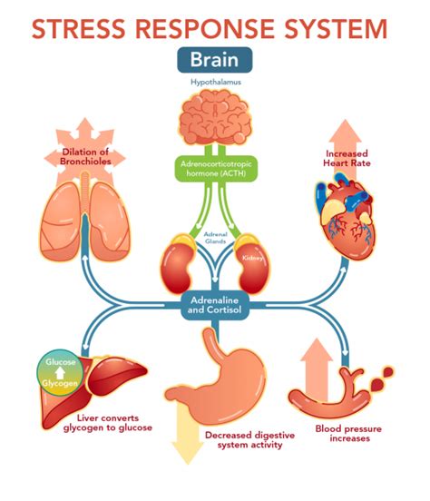 Stress and the Brain - Let's Talk Science