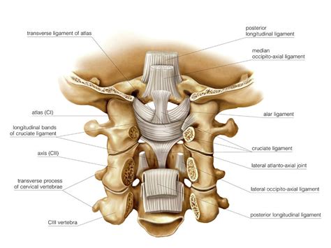 Posterior Neck Tendons